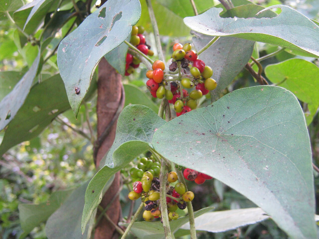Snake vine: A plant found in Nepal.