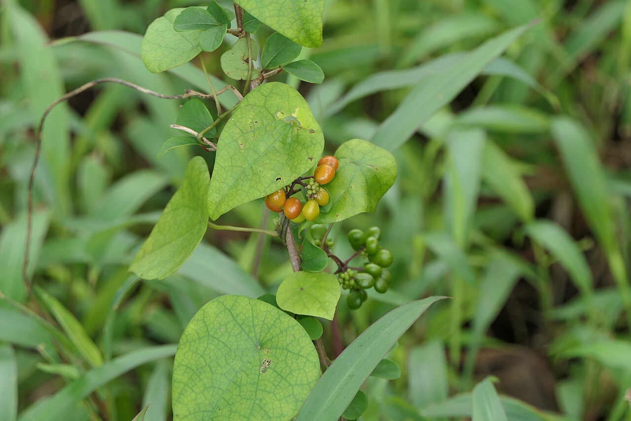 Snake vine: Stephania japonica (Thunb.) Miers