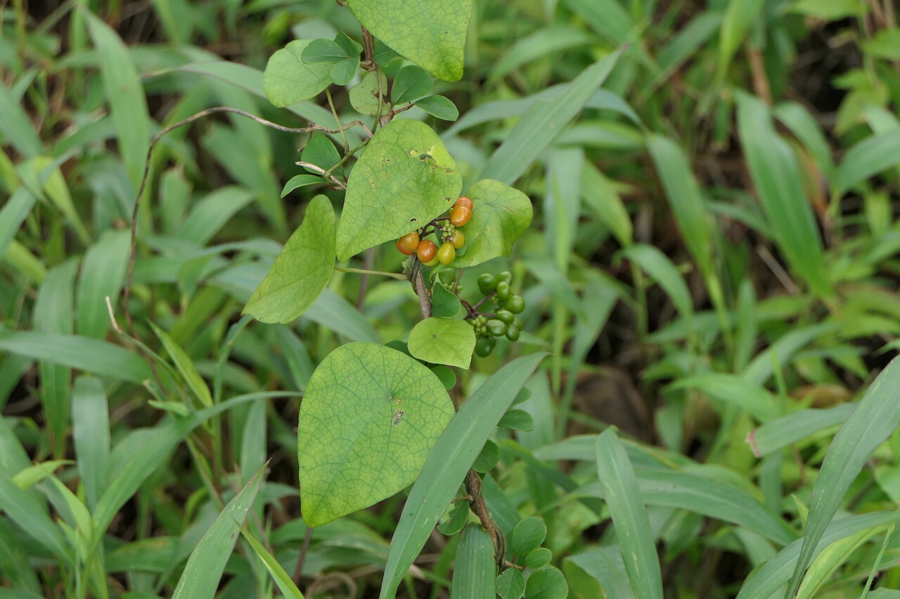 Snake vine: Stephania japonica (Thunb.) Miers