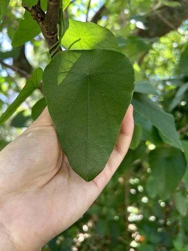 Stephania longa (Stephania longa)