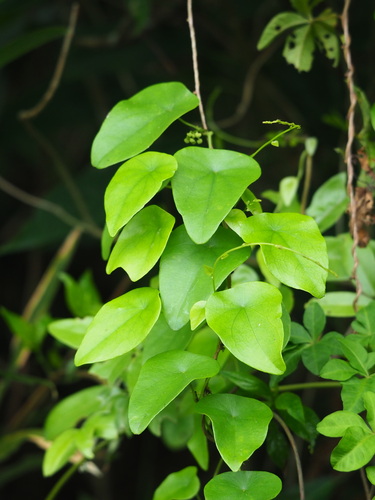 Stephania longa (Stephania longa)