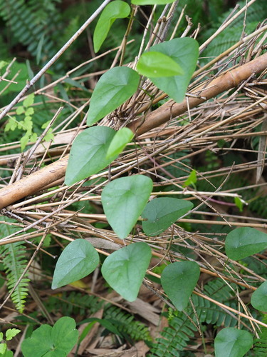 Stephania longa (Stephania longa)