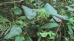 Stephania longa (Stephania longa)