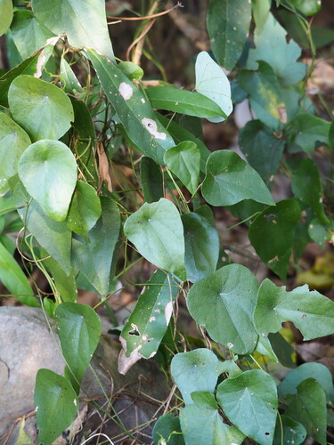 Stephania longa (Stephania longa)