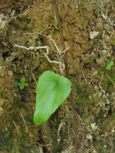 Stephania longa (Stephania longa)