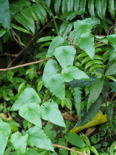 Stephania longa (Stephania longa)