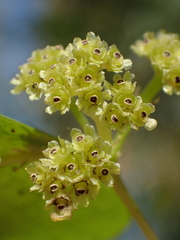 Stephania longa (Stephania longa)