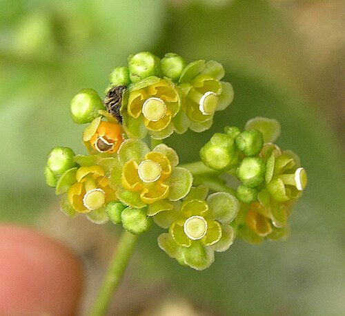 Stephania sinica: 金不換(華千金藤) Stephania sinica [香港動植物公園 Hong Kong Botanical Garden]
