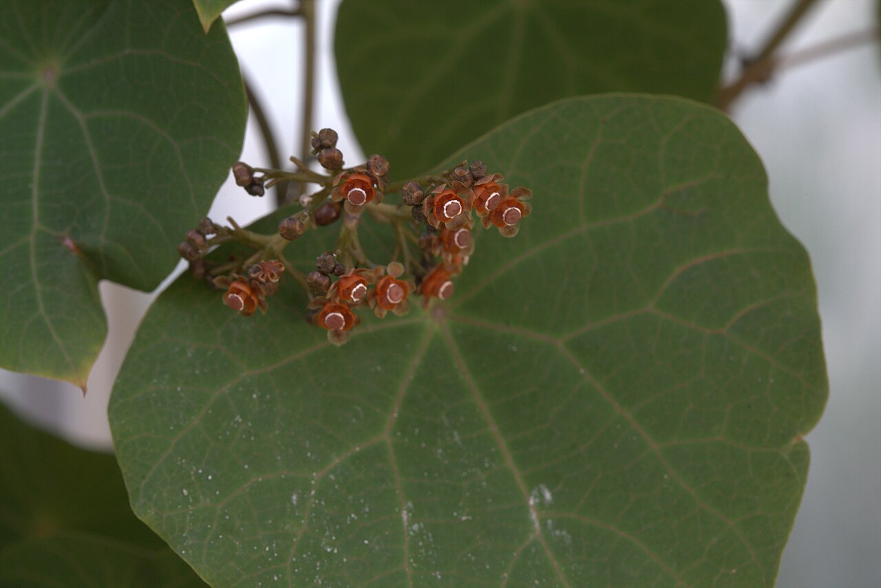 Stephania venosa: Stephania venosa in Gothenburg Botanical Garden 2015. Plant id: 2008-2136 p G.