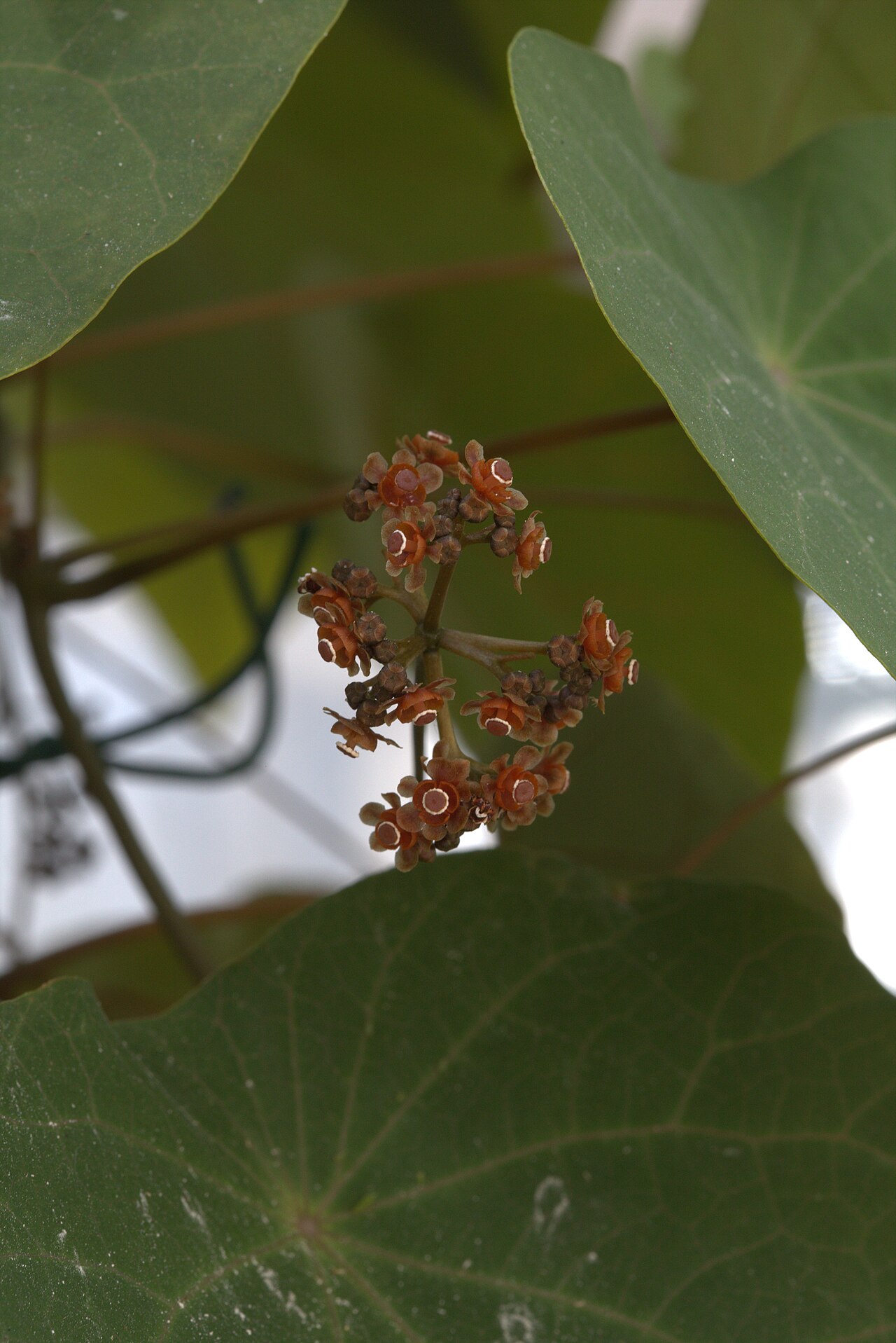 Stephania venosa: Stephania venosa in Gothenburg Botanical Garden 2015. Plant id: 2008-2136 p G.