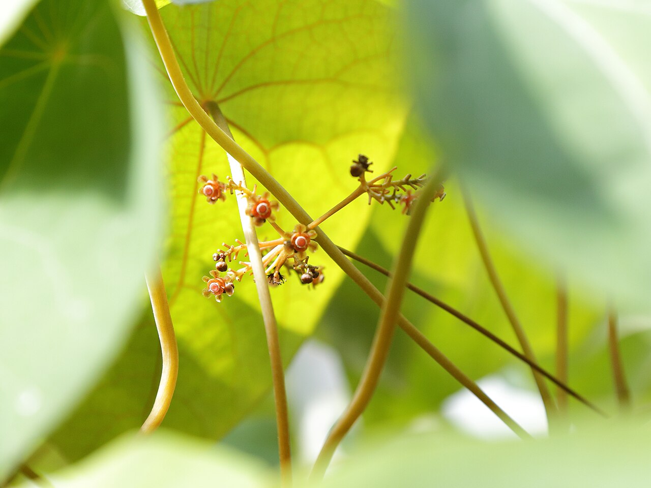 Stephania venosa: Stephania venosa i Göteborgs botaniska trädgård.