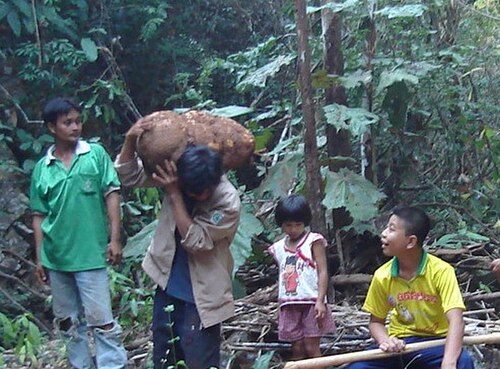 Stephania venosa: Ban Khung Taphao villagers seeks herbs ( Stephania venosa (Blume) Spreng. ) in the forest adjoin Ban Thung Reservoir , in Ban Thung, Pha Chuk subdistrict, Muean