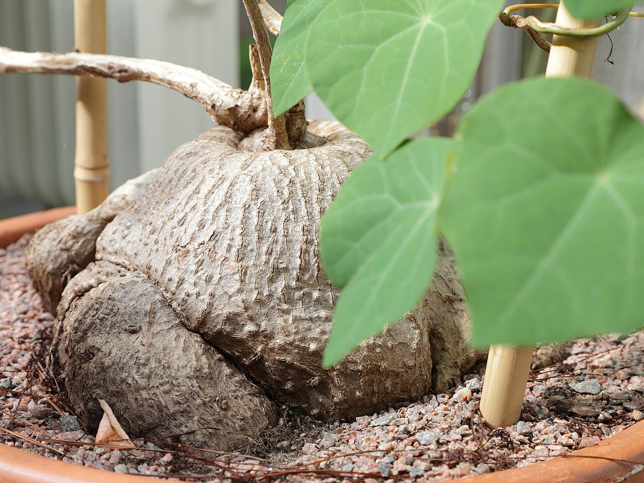 Stephania venosa: Stephania venosa i Göteborgs botaniska trädgård.