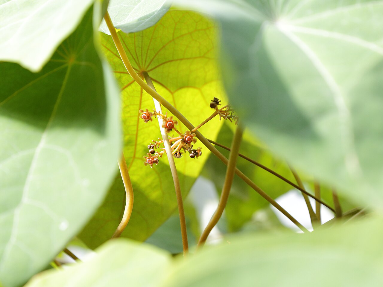 Stephania venosa: Stephania venosa i Göteborgs botaniska trädgård.