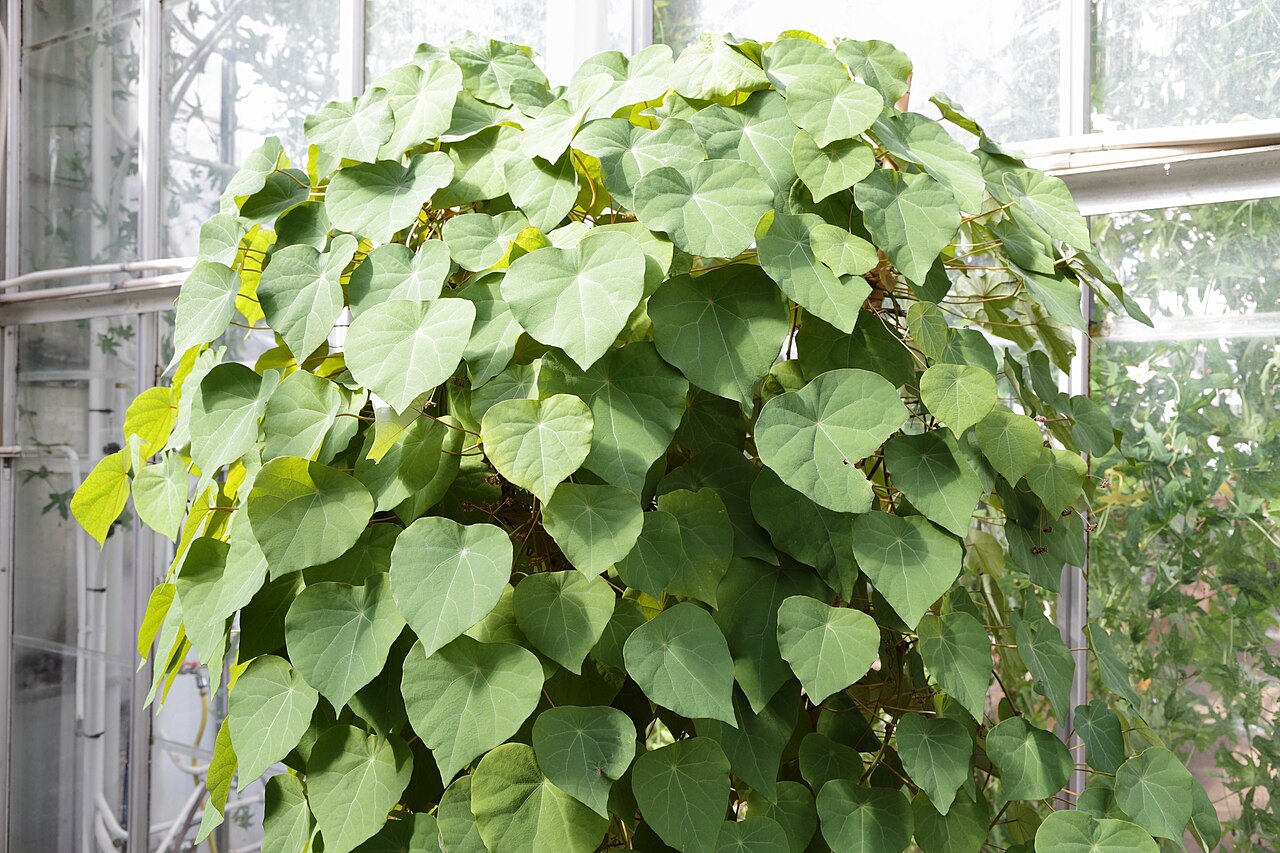 Stephania venosa: Stephania venosa i Göteborgs botaniska trädgård.