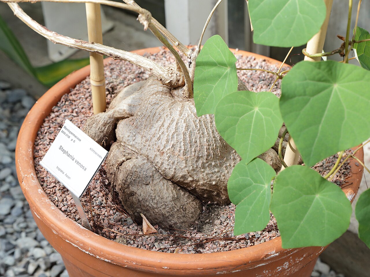 Stephania venosa: Stephania venosa i Göteborgs botaniska trädgård.