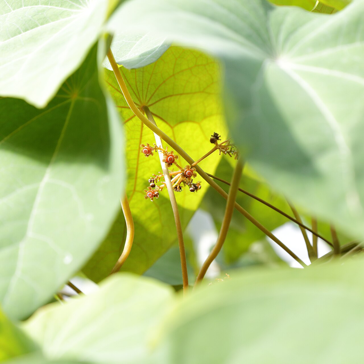 Stephania venosa: Stephania venosa i Göteborgs botaniska trädgård.