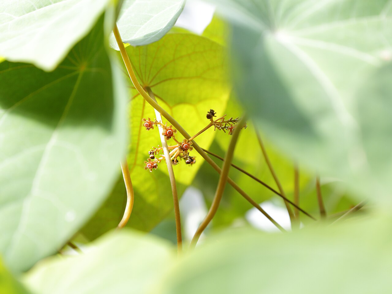 Stephania venosa: Stephania venosa i Göteborgs botaniska trädgård.