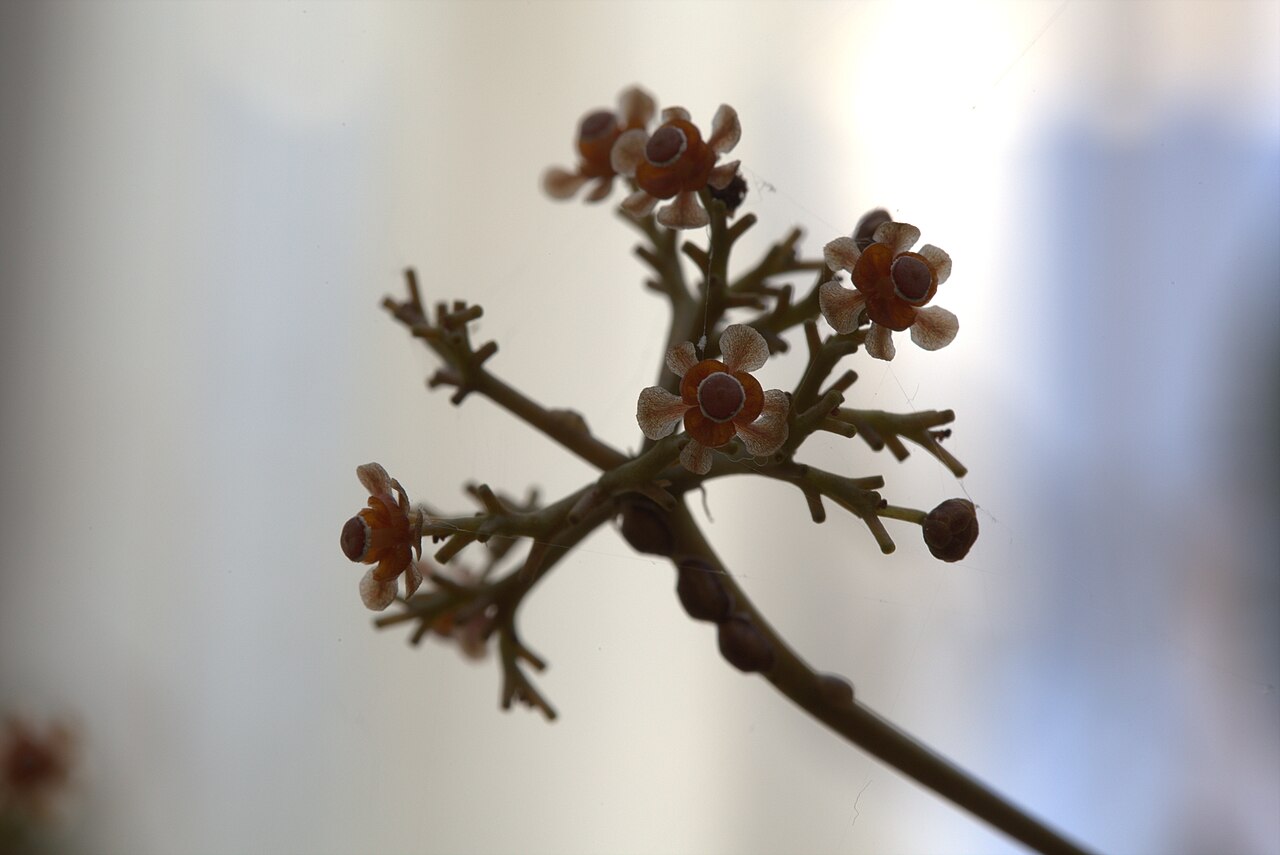 Stephania venosa: Stephania venosa in Gothenburg Botanical Garden 2015. Plant id: 2008-2136 p G.