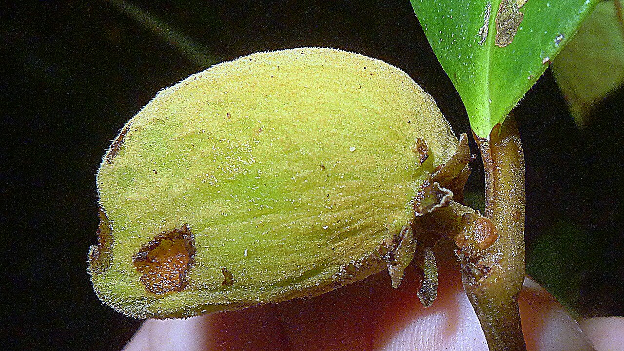 Stephanopodium blanchetianum: Stephanopodium blanchetianum Baill.