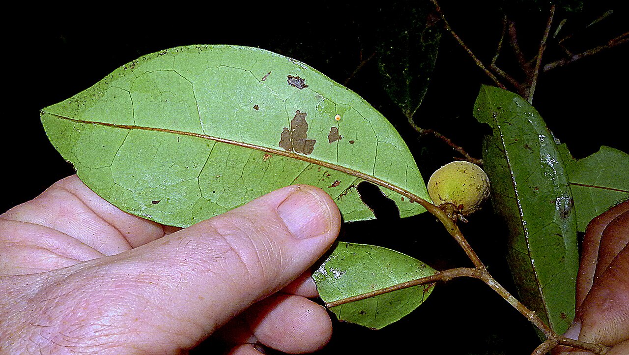 Stephanopodium blanchetianum: Stephanopodium blanchetianum Baill.,
