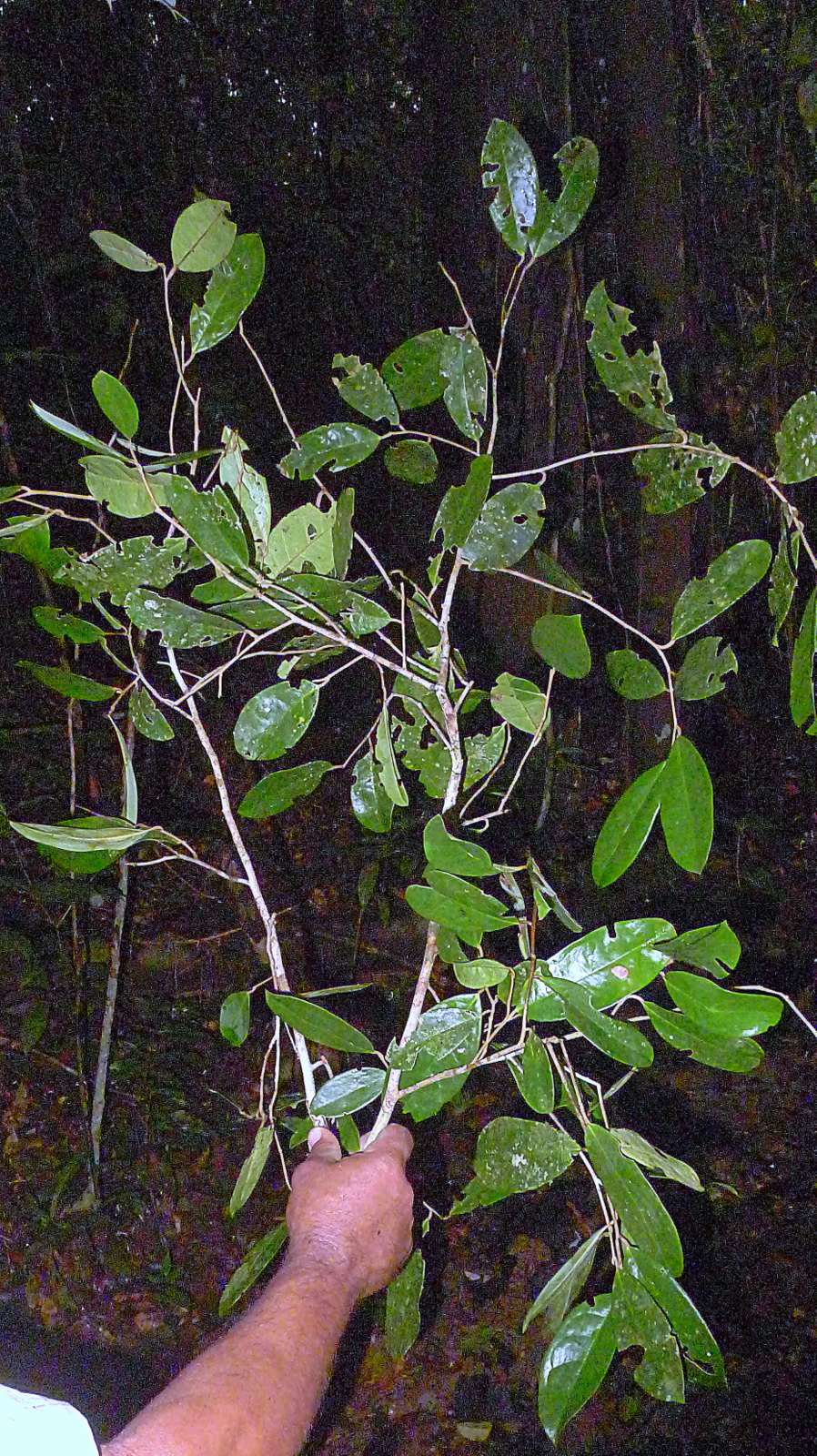 Stephanopodium blanchetianum: Stephanopodium blanchetianum Baill.,