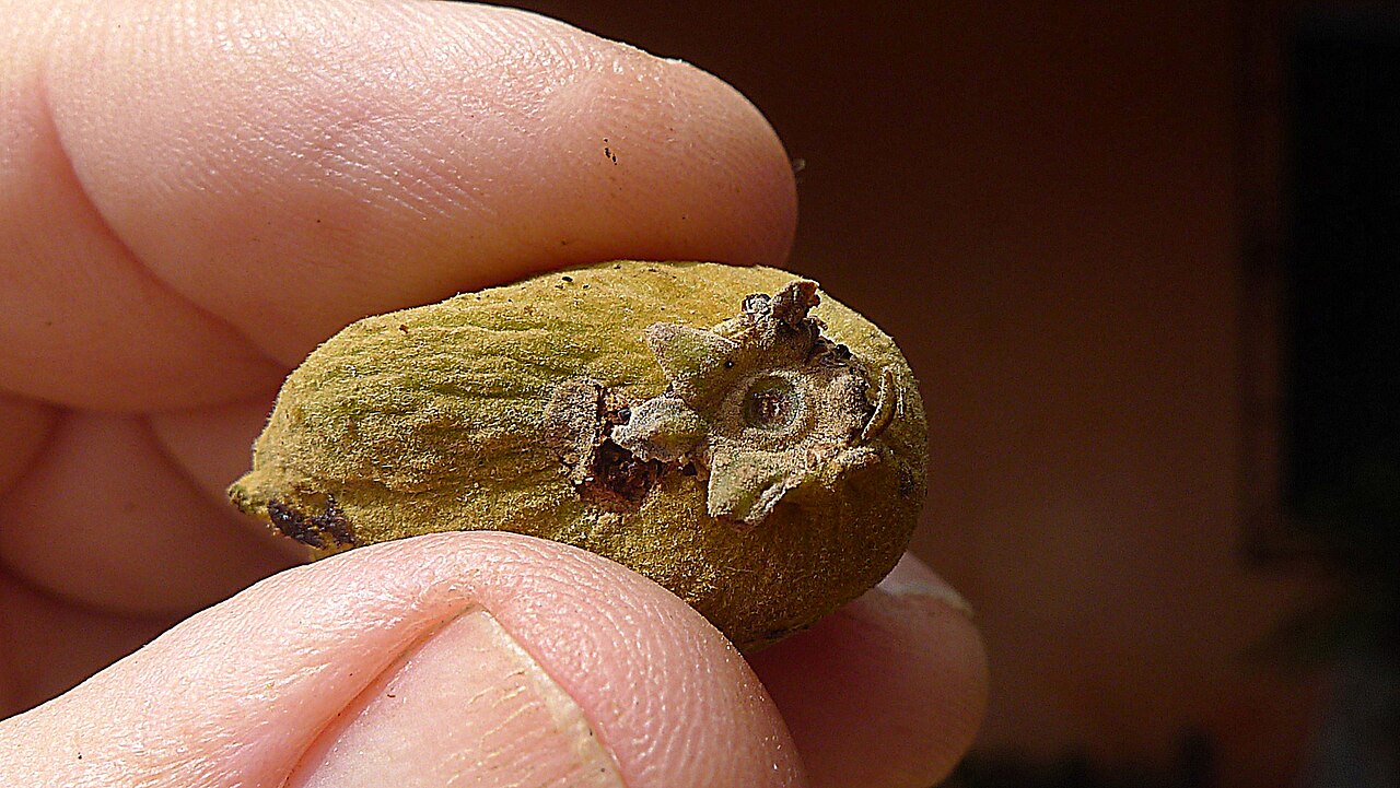 Stephanopodium blanchetianum: Stephanopodium blanchetianum Baill.,