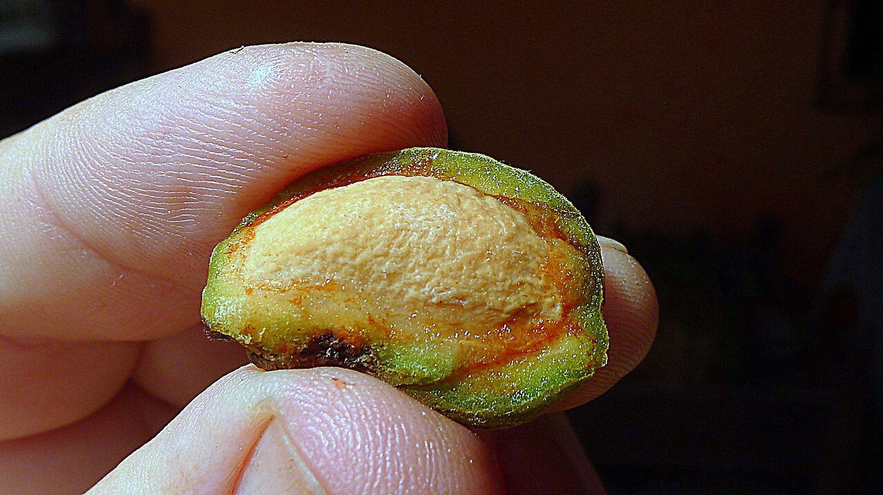 Stephanopodium blanchetianum: Stephanopodium blanchetianum Baill.,