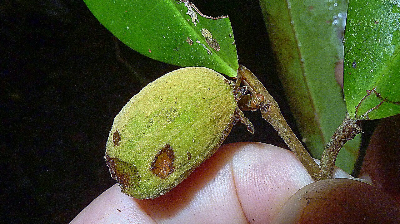 Stephanopodium blanchetianum: Stephanopodium blanchetianum Baill.,
