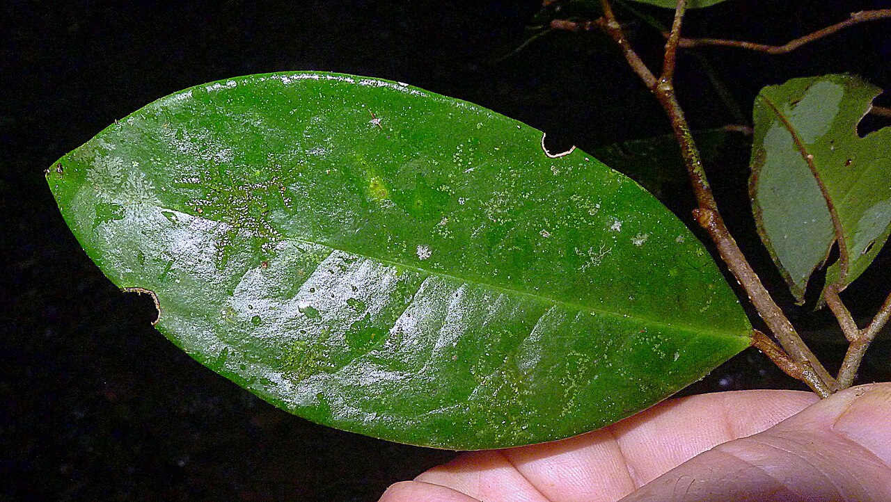 Stephanopodium blanchetianum: Stephanopodium blanchetianum Baill.,