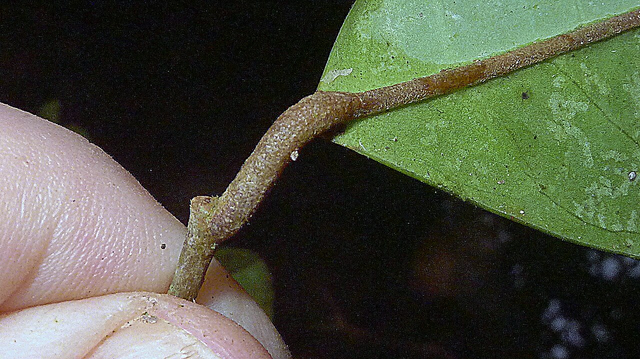 Stephanopodium blanchetianum: Stephanopodium blanchetianum Baill.,