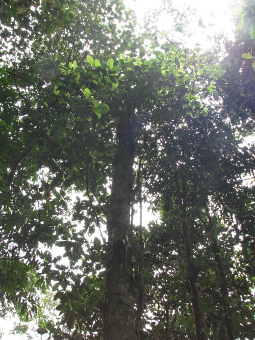 Sterigmapetalum tachirense: Individuo de Sterigmapetalum tachirense ubicado en la Reserva Biológica Cachalú en el sendero que va desde la Torre de Observación hasta la parcela permanente d