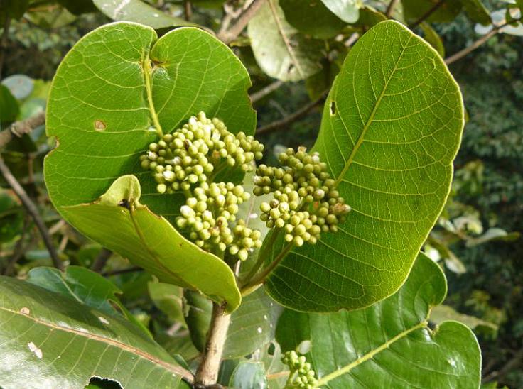 Sterigmapetalum tachirense: Nombre común: “Lizcano”. Ubicación: Sendero nuevo hacia la Torre de observación, antes de llegar a Fenologia. Abundancia en los senderos: Ocasional – Frecuente,