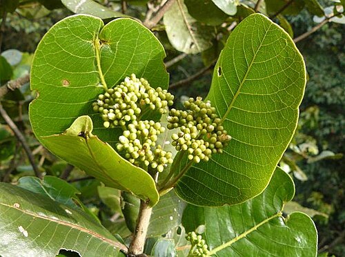 Sterigmapetalum tachirense: Nombre común: “Lizcano”. Ubicación: Sendero nuevo hacia la Torre de observación, antes de llegar a Fenologia. Abundancia en los senderos: Ocasional – Frecuente,