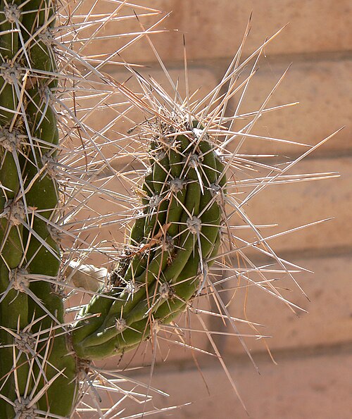 Stetsonia coryne