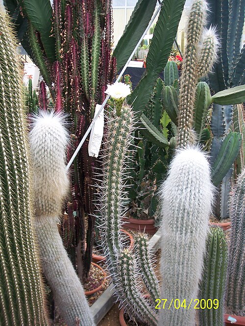 Stetsonia coryne: Part of the private collection at Manor Nursery, Angmering