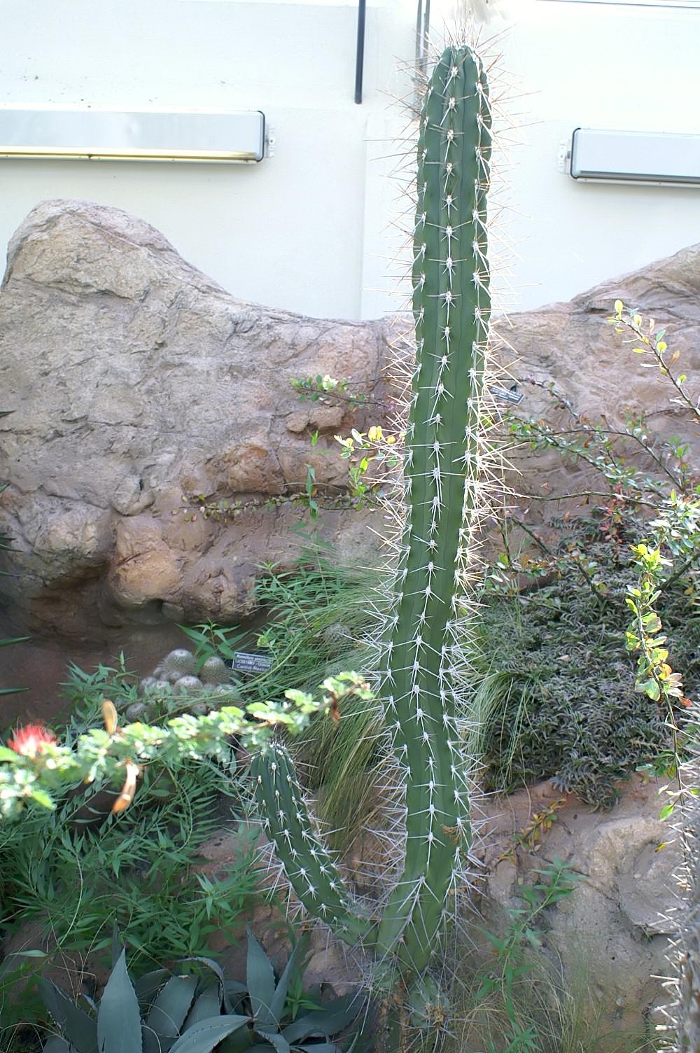 Stetsonia coryne: Location taken: United States Botanic Garden. Names: Stetsonia coryne (Salm-Dyck) Britton & Rose, Argentine Toothpick, Argentinski zobotrebec, Stetsonia, Stetso
