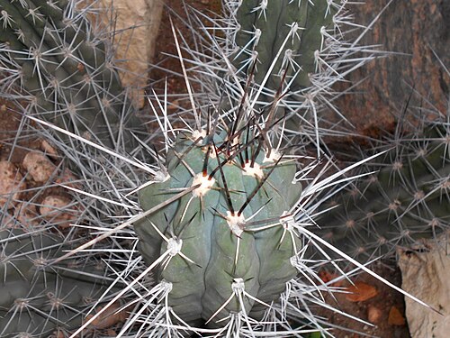 Stetsonia coryne: Stetsonia coryne , Palmiarnia Poznańska.