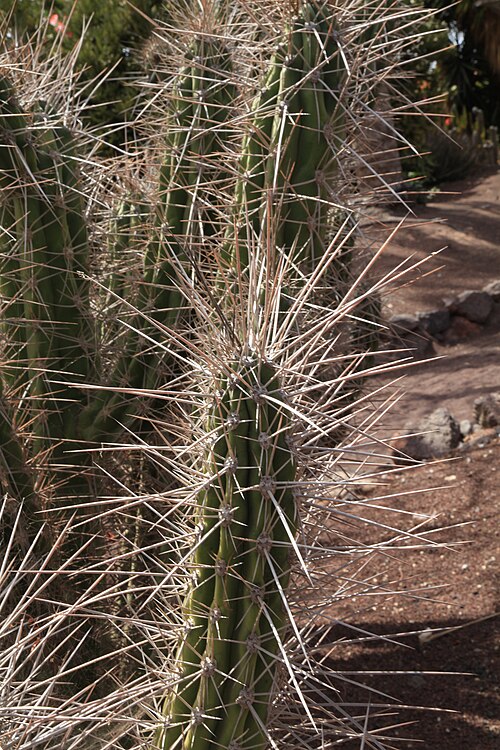 Stetsonia coryne: Stetsonia coryne in the Oasis Park in La Lajita, Pájara , Fuerteventura, Canary Islands