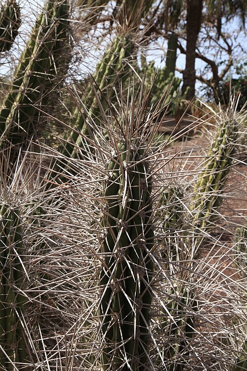 Stetsonia coryne: Stetsonia coryne in the Oasis Park in La Lajita, Pájara , Fuerteventura, Canary Islands