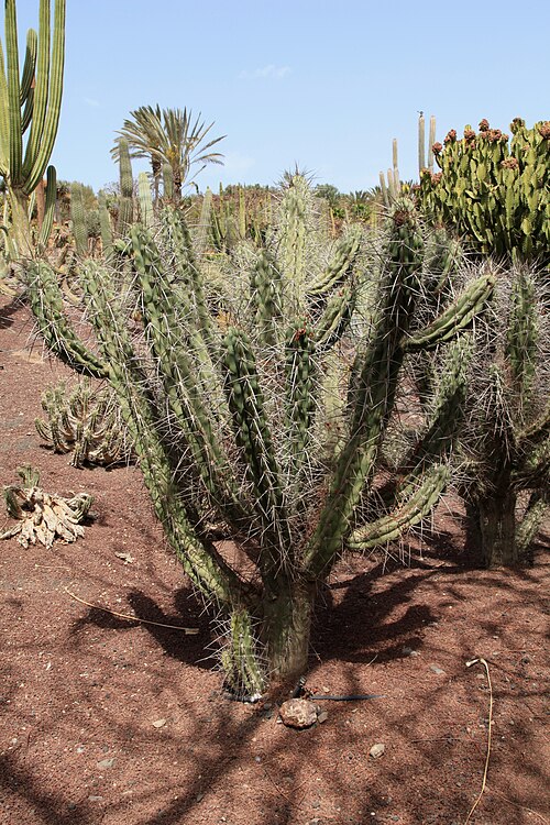 Stetsonia coryne: Stetsonia coryne in the Oasis Park in La Lajita, Pájara , Fuerteventura, Canary Islands