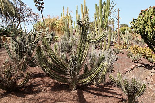 Stetsonia coryne: Stetsonia coryne in the Oasis Park in La Lajita, Pájara , Fuerteventura, Canary Islands