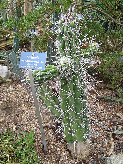 Stetsonia coryne: Stetsonia coryne in the botanic garden of Berne