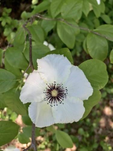 Silky camellia (Stewartia malacodendron)