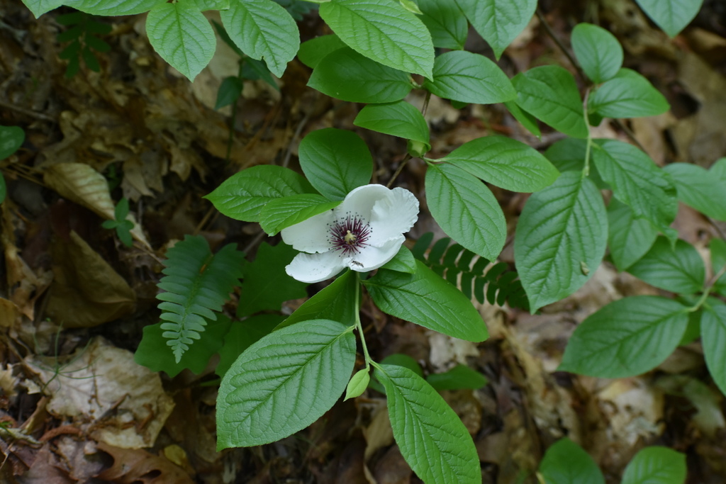 Silky camellia (Stewartia malacodendron)