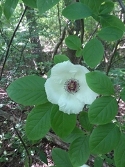 Silky camellia (Stewartia malacodendron)