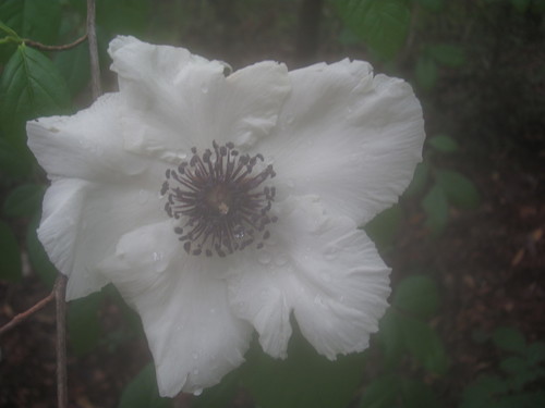 Silky camellia (Stewartia malacodendron)