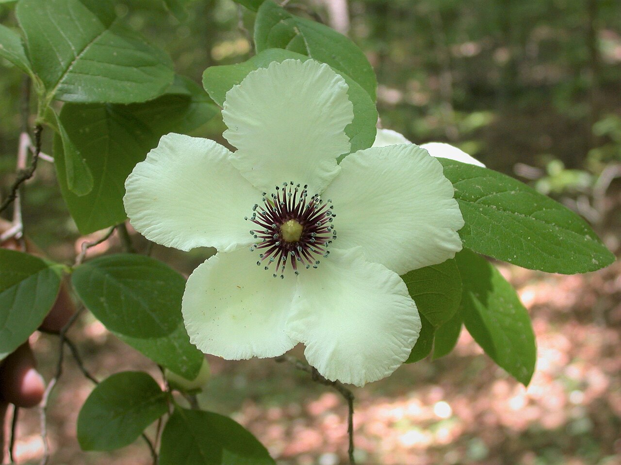 Silky camellia: Stewartia malacodendron (Theaceae), commonly known as the "silky camellia," found in rich, mesic hardwood forest at the Ethel Stratton Vance Natural Area just w
