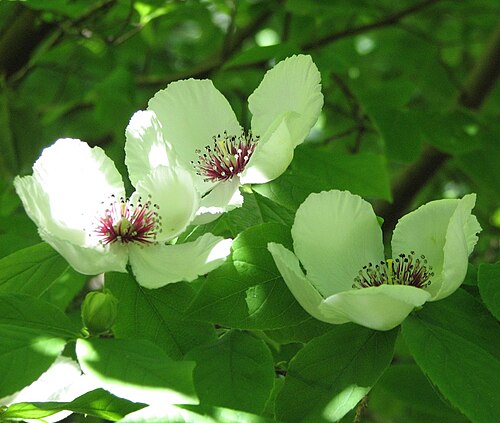 Silky camellia: Stuartia malacodendron , Pirianda Garden, Mt Dandenong, Victoria, Australia
