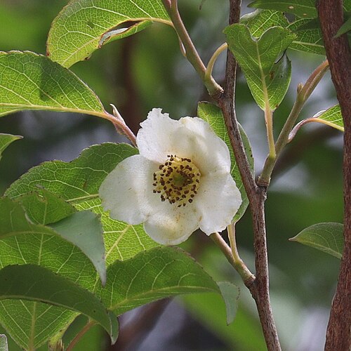 Stewartia monadelpha: Stewartia monadelpha in Mount Asama, Ise, Mie Prefecture, Japan.